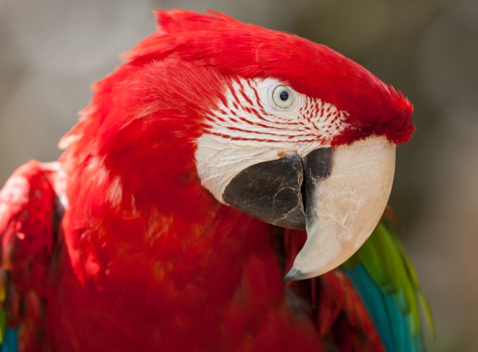 Wallpaper Macaw parrot, tropical bird, red, Animals 416357387